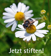 Biene auf Blume: Jetzt stiften!
